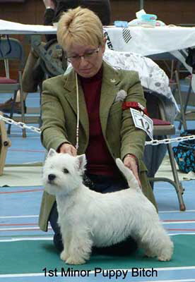 1st minor Puppy Bitch web