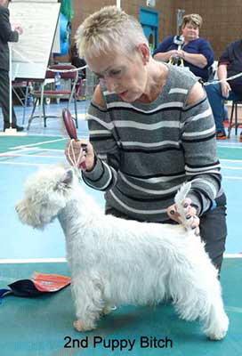 2nd Puppy Bitchweb