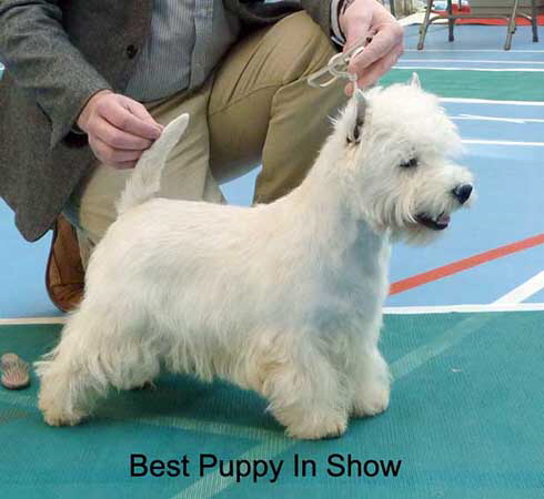 Best puppy In show web