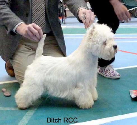 Bitch RCC web
