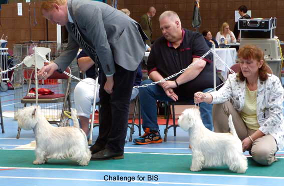 Challenge for BISweb