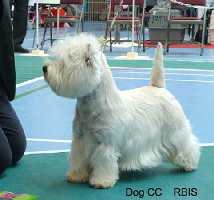Dog CC RBISweb