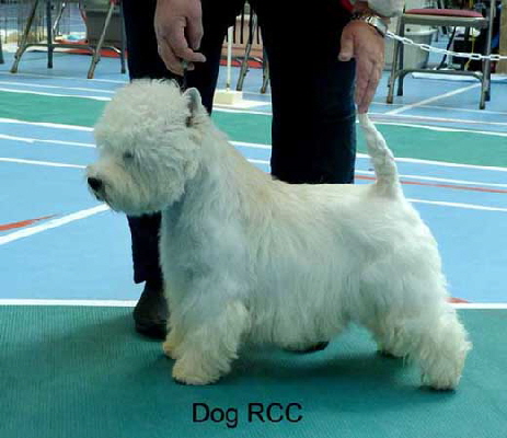Dog RCC web