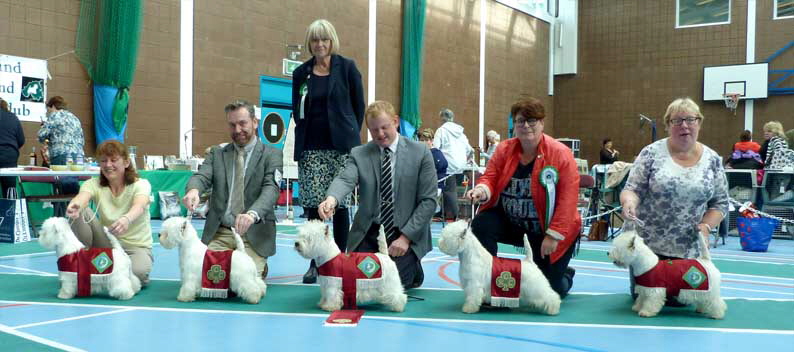 Dogs in Jackets web