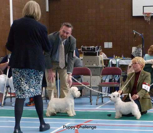 Puppy Challengeweb