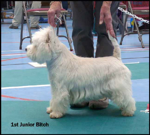 1st Junior Bitchweb2