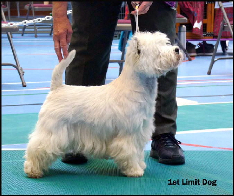 1st Limit Dogweb