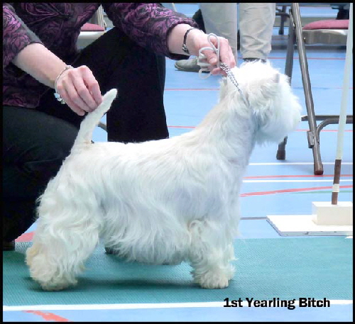 1st Yearling Bitchweb1