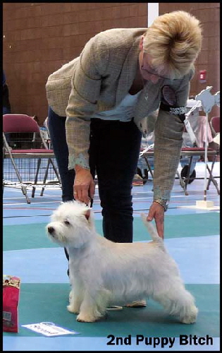 2nd puppy bitchweb1