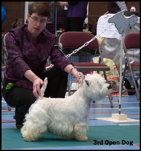 3rd Open Dogweb