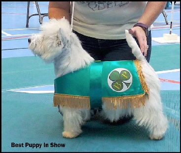 Best Puppy In Showjacketweb