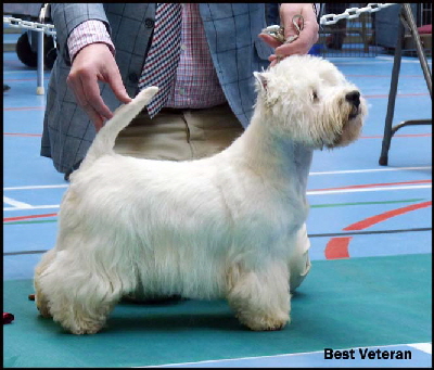 Best Veterawebn