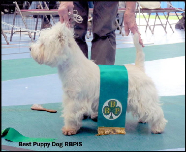 Reserve Best Puppy In Showweb