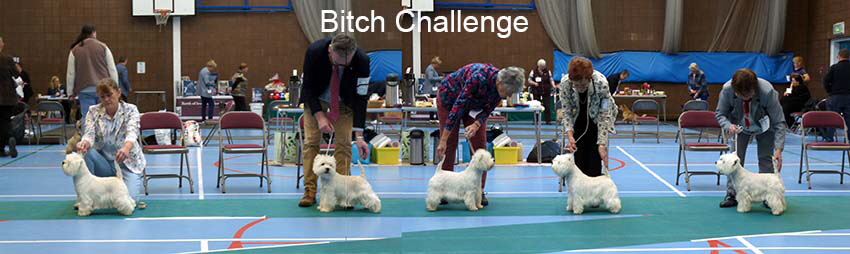 Bitch Challenge
