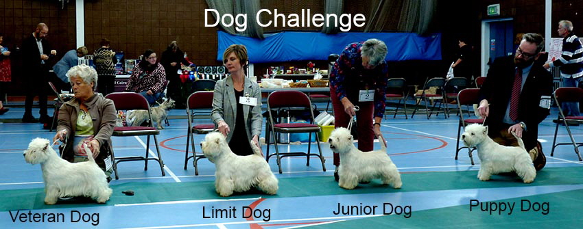 Dog Challenge