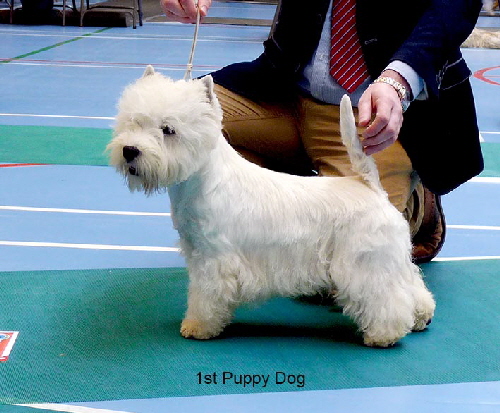 Puppy Dog
