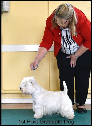 1st Post Graduate Dog web