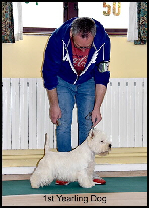 1st Yearling Dog web1