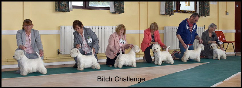 Bitch Challenge web