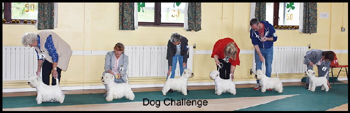 Dog Challenge web