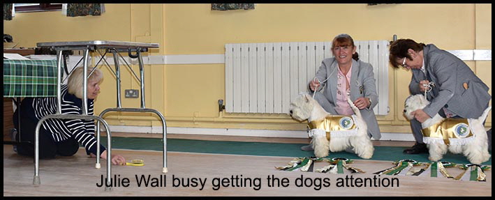 Julie getting the dogs attention web