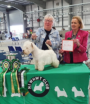 Dcc & B I S and Best Irish bred, Duncabury Hear the Boss via Havasu